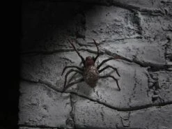 NECA Universal Monsters Dracula Accessory Set 14 NECA Universal Monsters Dracula Accessory Set -Model Figurine Toy Store 74e4b3b5 37ae 498f b190 fdc8f5d83697